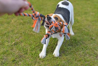 The dog is playing tug-of-war with the rope. playful dog with toy. tug of war between master and