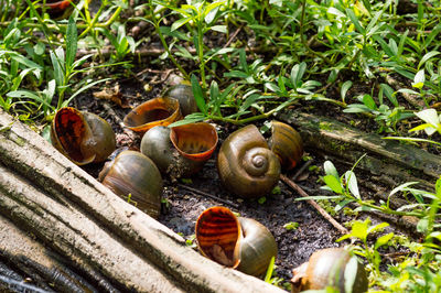 Close-up of snail shells