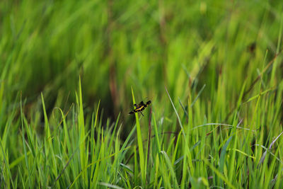 Close-up of insect on grass