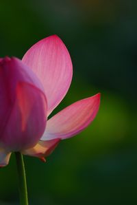 Close-up of pink tulip