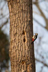 Close up from a spotted woodpecker at work