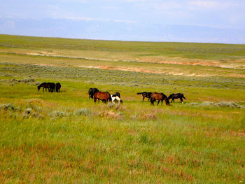 Horses grazing in a field