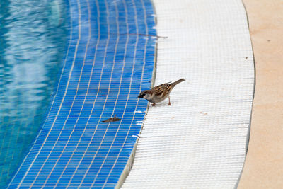 Close-up of bird by pool