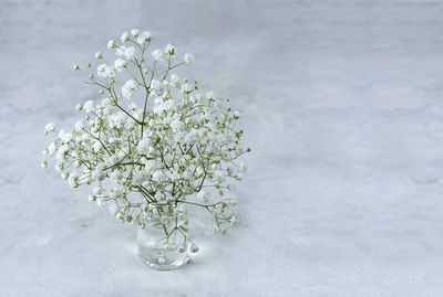 Close-up of white flowers on table