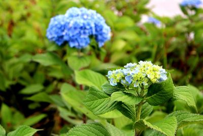 Close-up of hydrangea blooming outdoors