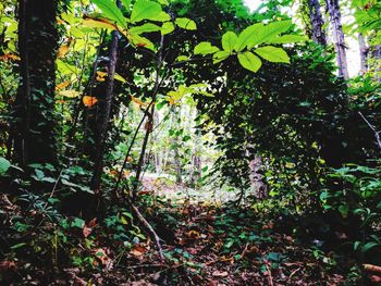 Ivy growing on tree in forest