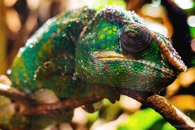 Close-up of iguana on plant stem