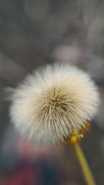 Close-up of dandelion