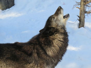 Close-up of wolf on snow field during winter