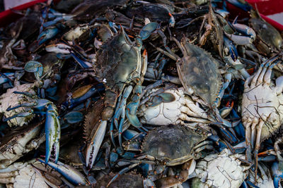 Close-up of seafood