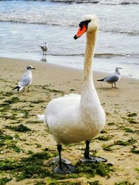 View of swan on beach