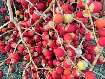Full frame shot of red berries
