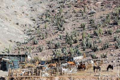 View of horses in paddock