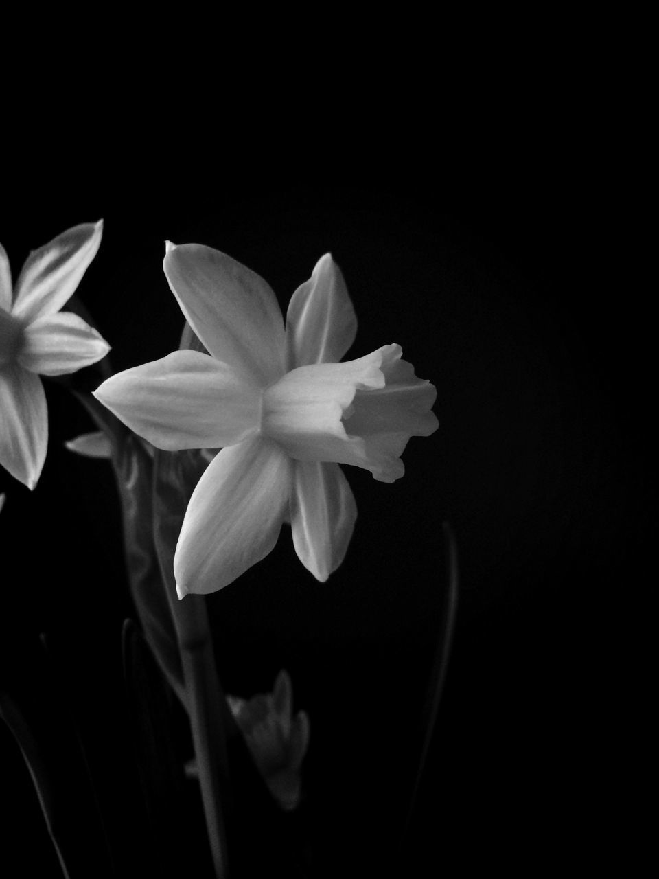 flower, petal, freshness, flower head, fragility, beauty in nature, growth, white color, nature, close-up, blooming, stem, single flower, plant, copy space, studio shot, black background, in bloom, pollen, blossom