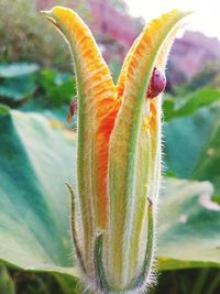 Close-up of flowering plant