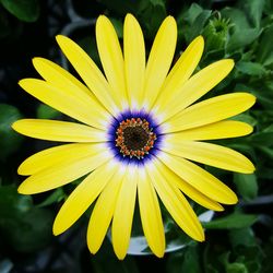 Close-up of yellow flower