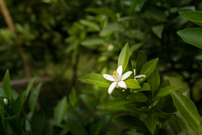 Close-up of frangipani blooming outdoors