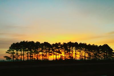 Silhouette trees at sunset