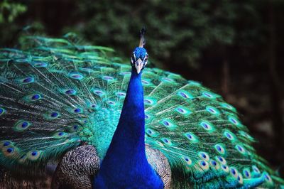 Close-up of peacock