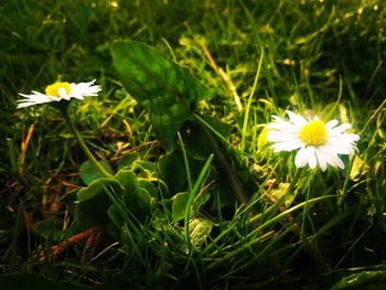 flowering plant