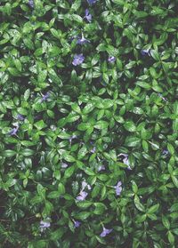 Close-up of purple flowers blooming outdoors