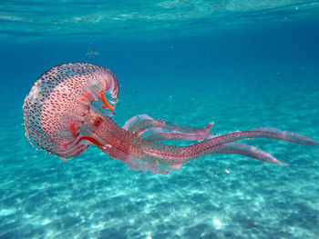 Close-up of jellyfish, pelagia noctiluca, aswimming in sea