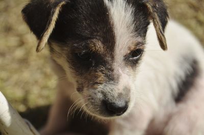 Close-up of puppy looking away