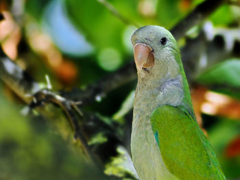 Close-up of parrot perching on branch