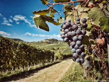 Grapes growing in vineyard