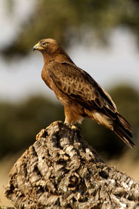 Close-up of bird perching on rock