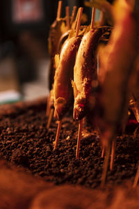 Close-up of crab on barbecue grill