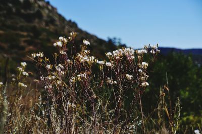 Close-up of dandelion growing on plant against sky