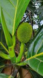 Close-up of fruit growing on tree