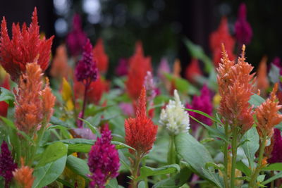 Close-up of red flowers