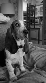 Dog lying on sofa