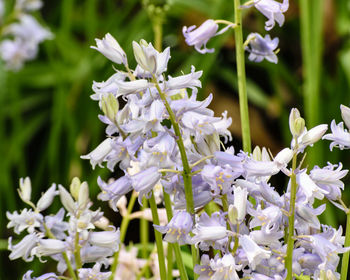 Close-up of white flowers blooming outdoors