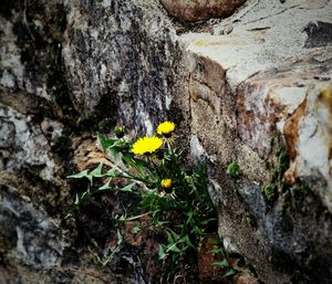 Close-up of flowers on rock