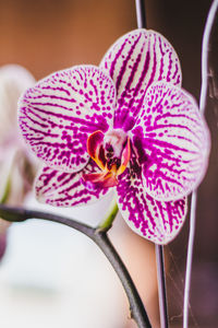 Close-up of pink orchid