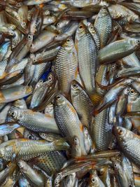 High angle view of fish for sale in market