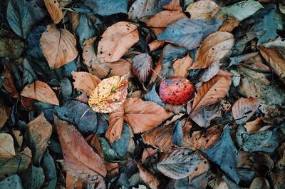 Full frame shot of dry autumn leaves