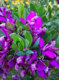 Close-up of purple flowers blooming outdoors