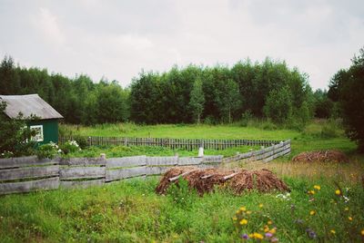 Scenic view of grassy field against sky