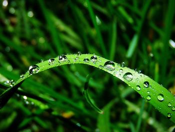 Close-up of water drops on blade of grass