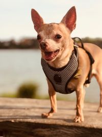 Portrait of dog looking at camera