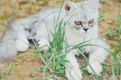 Portrait of white cat on field