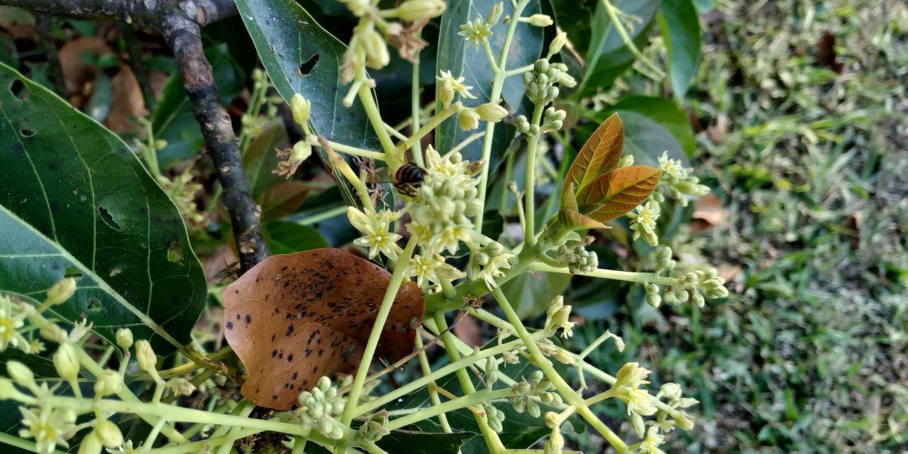 CLOSE-UP OF BUTTERFLY ON PLANT AT FIELD