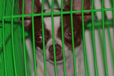 Portrait of dog in cage