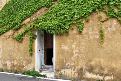 Ivy growing on old building