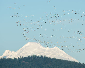 Low angle view of birds flying against clear sky