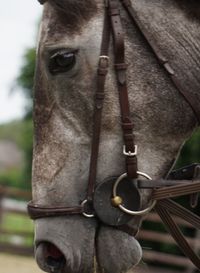 Close-up of horse standing outdoors